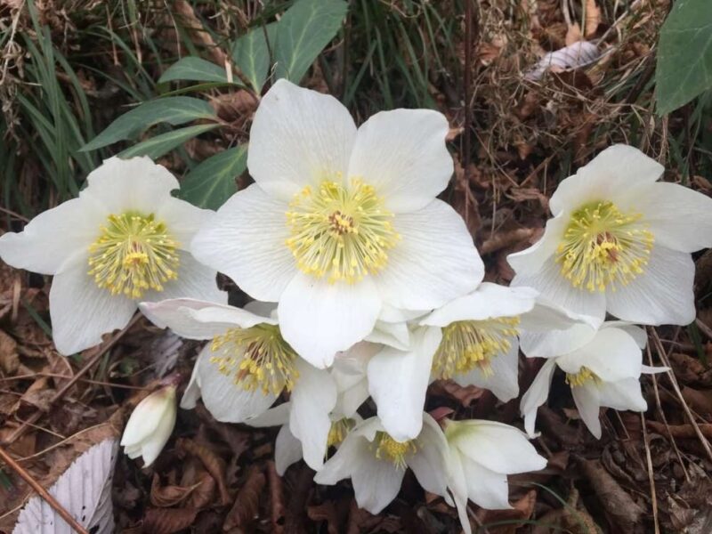 ciemierniki ogrodowe