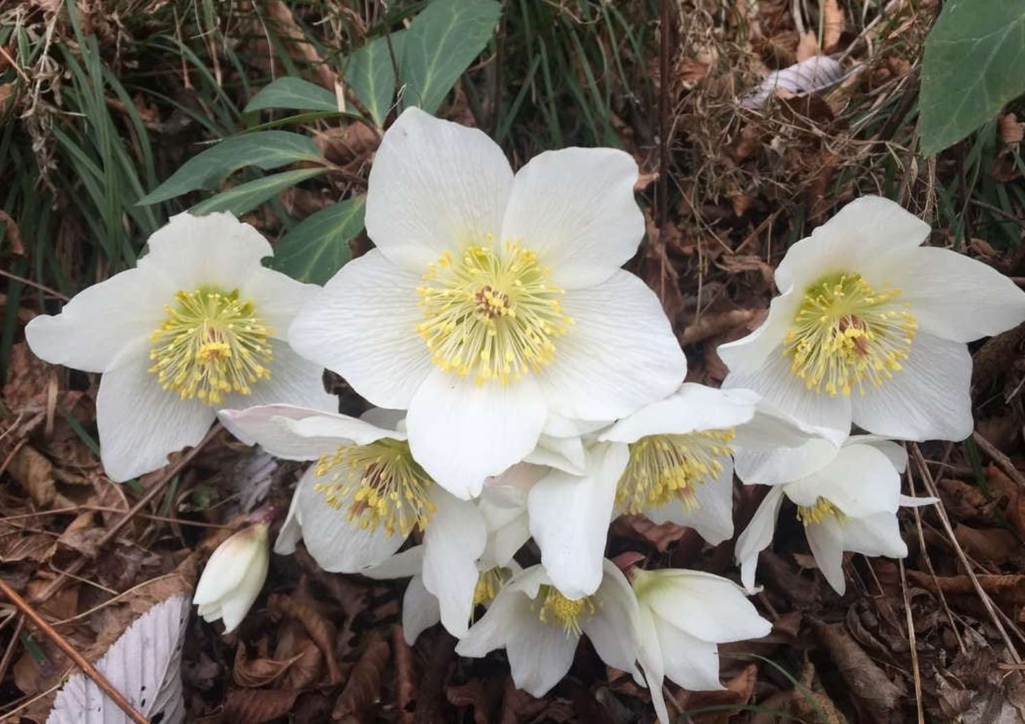 ciemierniki ogrodowe