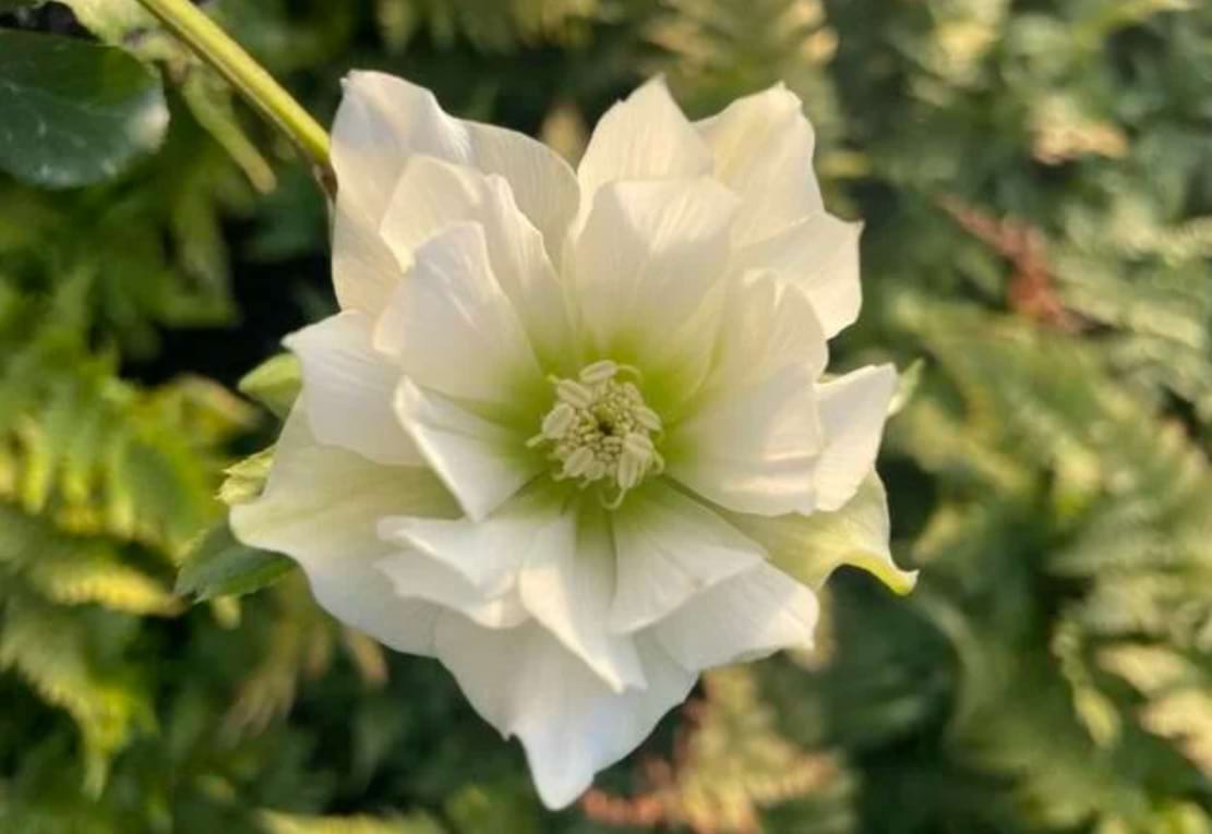 ciemierniki ogrodowe