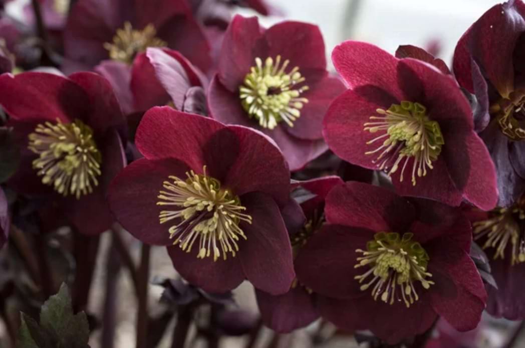 ciemierniki ogrodowe